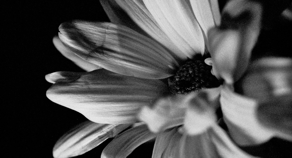 BW - Grainy Flower